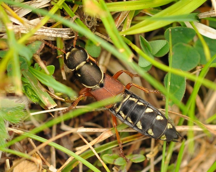 Staphylinus caesareus